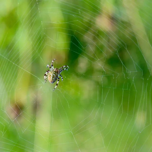 Large female spider sits in the center of its spiderweb — Stock Photo, Image