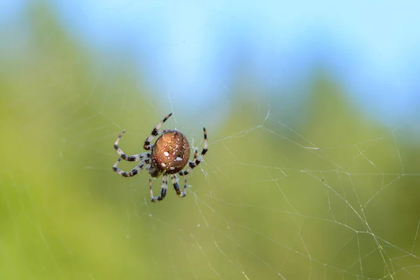 Μεγάλη αράχνη γυναίκα κάθεται στο κέντρο της της αραχνιά — Φωτογραφία Αρχείου