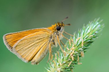 Kelebek ochlodes kulak oturan sylvanus