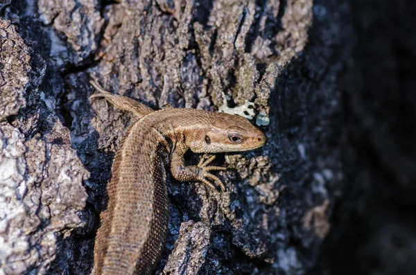 Hagedis met grote poten zit op schors — Stockfoto