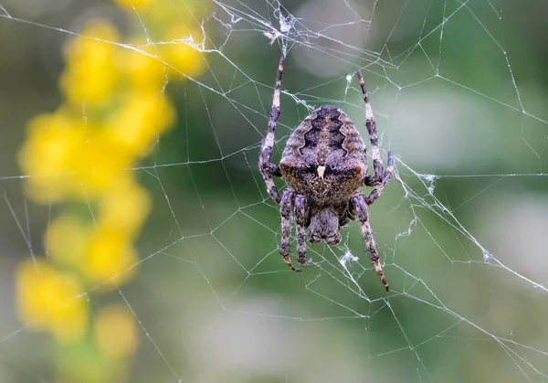 Velké ženské pavouk sedí v jeho web — Stock fotografie