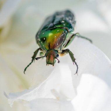 Parlak böceği cetonia aurata sürüngenler boyunca çiçek 