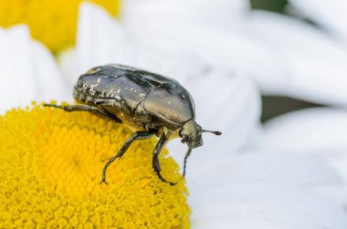 Parlak böceği protaetia lugubris sürüngenler boyunca çiçek 