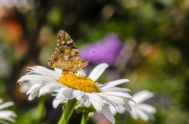 Kelebek vanessa cardui çiçek nektar toplar 