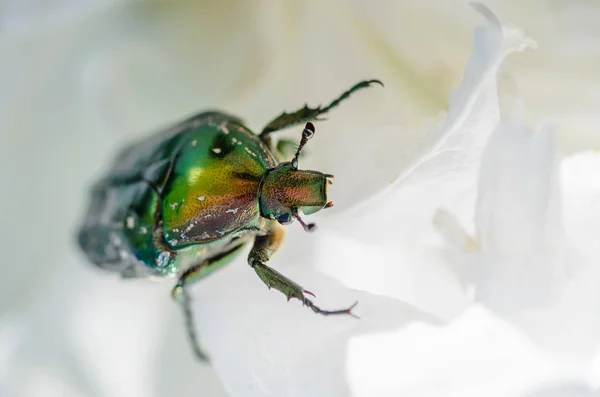 Brillante escarabajo cetonia aurata se arrastra a lo largo de flor —  Fotos de Stock