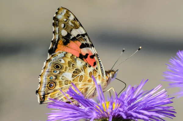 Mariposa vanessa cardui recoge néctar de la flor — Foto de Stock