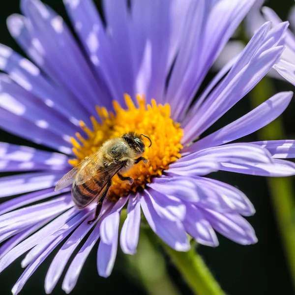 Bal arısı sarı bud nektar toplar 