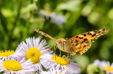 Kelebek vanessa cardui nektar toplar 