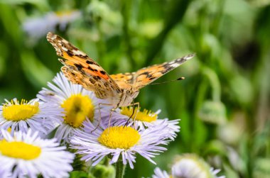 Kelebek vanessa cardui nektar toplar 