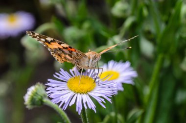 Kelebek vanessa cardui nektar toplar 