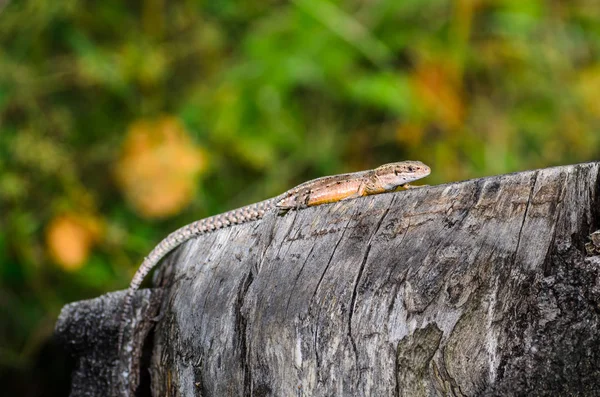 Small lizard sits on a stump of gray tree — Stock Photo, Image