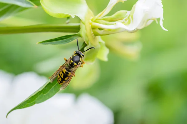 Wasp vespula germanica gathers nectar