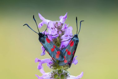 Kanatlarında kırmızı noktalar olan bir çift kelebek elmacık kemiği bir çiçeğin üzerinde oturur.