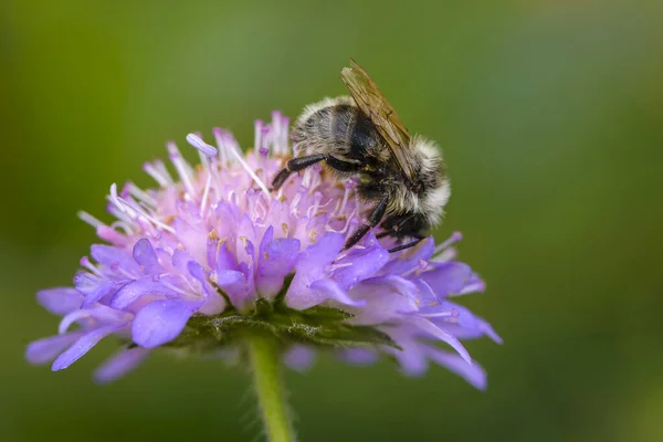 Yaban arısı bahar aylarında mor bir knautia arvensis çiçeğinin nektarını toplar.