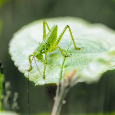 Uzun bıyıklı çekirge perisi bir ağacın yaprağında oturuyor.