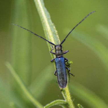 Uzun bıyıklı böcek bir çimen yaprağında oturur.
