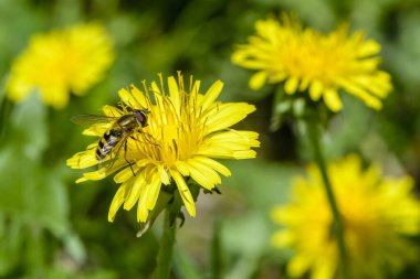Uçan sinek karahindiba sarı çiçeklerinde nektar toplar.