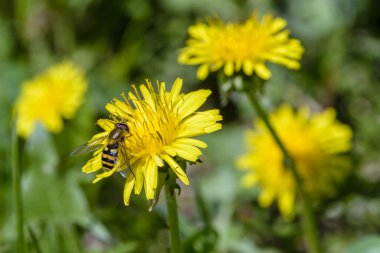 Uçan sinek karahindiba sarı çiçeklerinde nektar toplar.