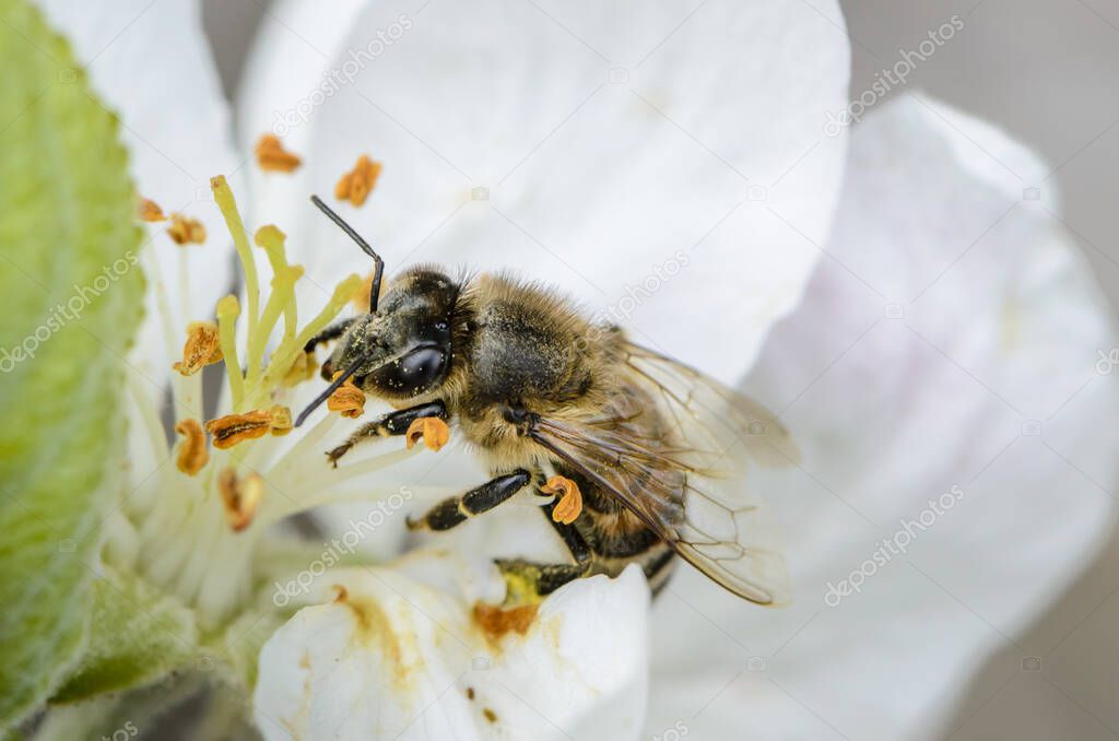 A bee collects nectar on the flowers of an apple tree in spring