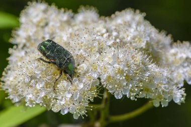 Böcek gülü gübresi Rowan çiçeklerinde nektar toplar.