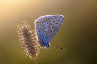 Gün batımı. Kelebek mavisi kuru otların üzerinde oturur.