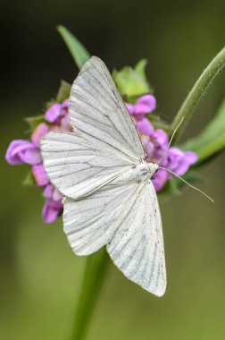 Büyük beyaz bir kelebek pembe bir çiçeğin üzerinde oturur.