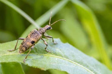 Böcek rhagium mordax bir çimen yaprağında sürünür.
