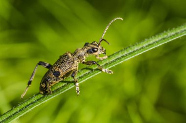 Böcek rhagium mordax dar bir çimen yaprağında sürünür.