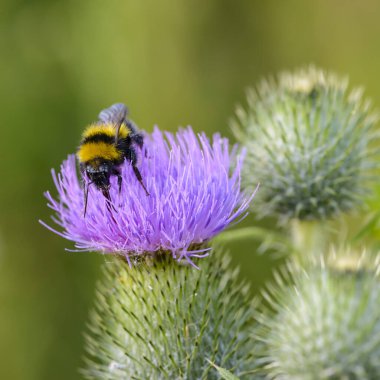 Yaban arısı devedikeni çiçeklerinden nektar toplar.