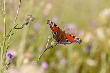 Kanatları üzerinde benekleri olan güzel kelebek bir çiçekte oturur.