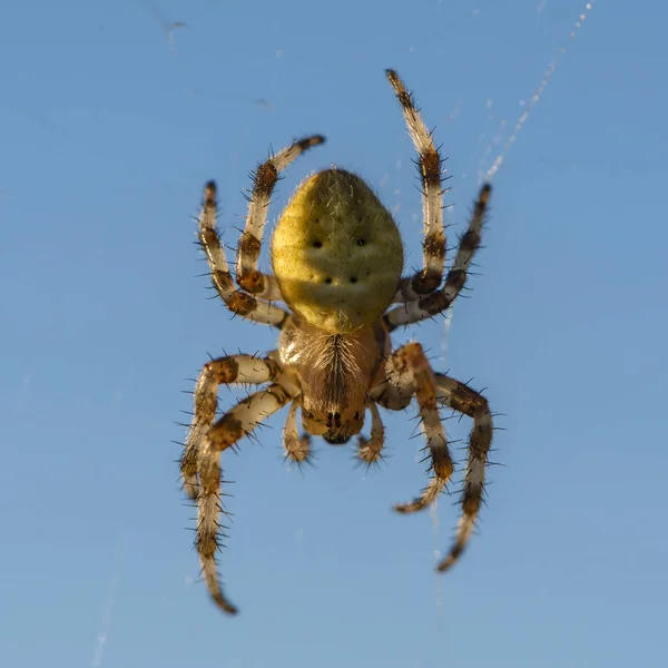 Spider Female Sits Its Cobwebs Blue Sky — Stock Photo, Image