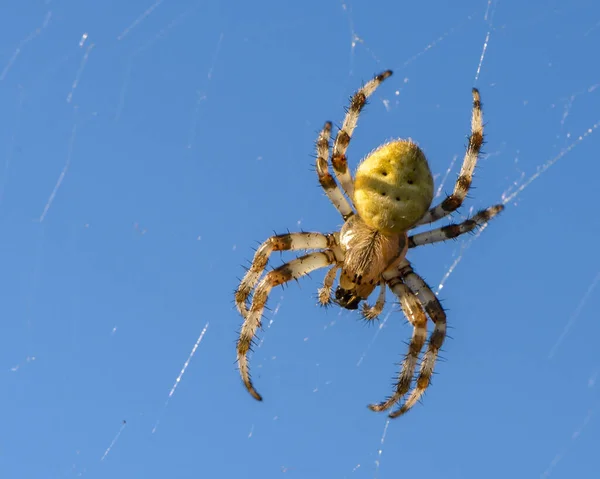 蜘蛛的雌性蜘蛛在蓝天的映衬下坐在蜘蛛网里 — 图库照片