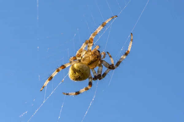 Spider Female Sits Its Cobwebs Blue Sky — Stock Photo, Image