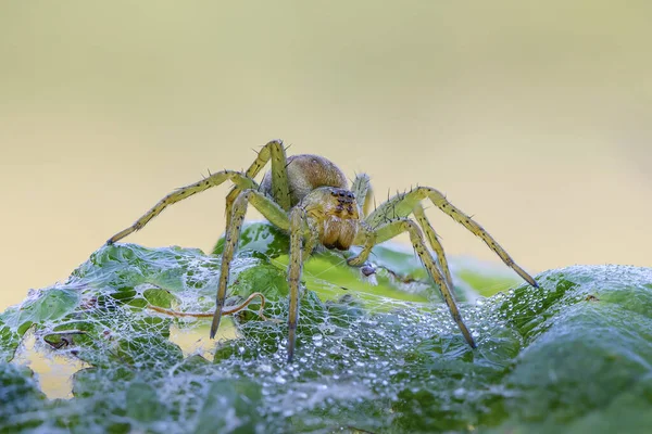 Pavoučí Samice Sedí Svém Hnízdě Brzy Ráno — Stock fotografie