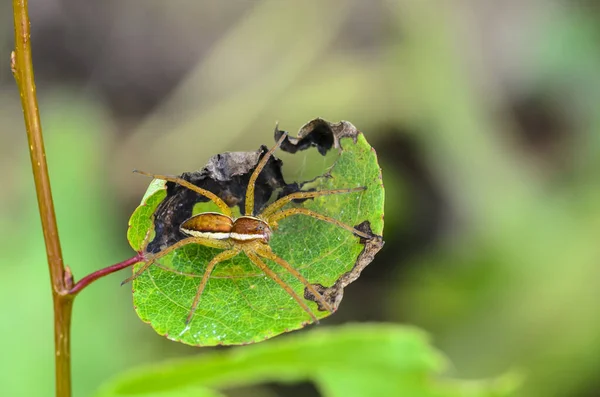 Pavouk Číhá Listí Čeká Kořist — Stock fotografie