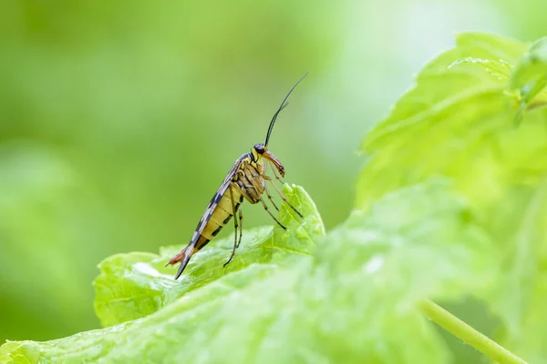 A female scorpion fly with motley wings sits on a green leaf