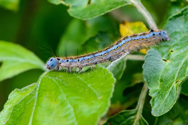 Malacosoma Neustria Szőrös Kék Hernyója Egy Csíkkal Hátán Egy Almafa — Stock Fotó