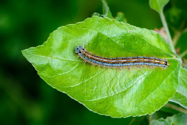 Una Oruga Azul Peluda Malacosoma Neustria Con Una Raya Parte —  Fotos de Stock