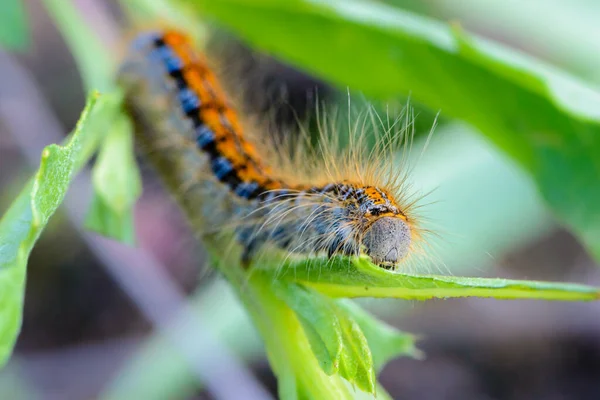 Lagarta Peluda Malacosoma Castrense Com Uma Faixa Nas Costas Rastejando — Fotografia de Stock