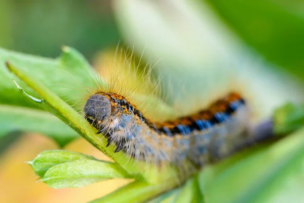 Oruga Peluda Castrense Malacosoma Con Una Raya Espalda Arrastrando Una — Foto de Stock