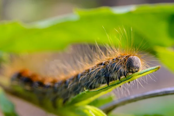 Lagarta Peluda Malacosoma Castrense Com Uma Faixa Nas Costas Rastejando — Fotografia de Stock