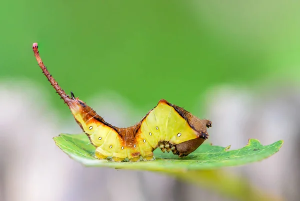 Cerura erminea 'nın güzel tırtılı. Uzun kuyruklu, eğri büğrü bir halde bir çarşafın üzerinde oturuyor.