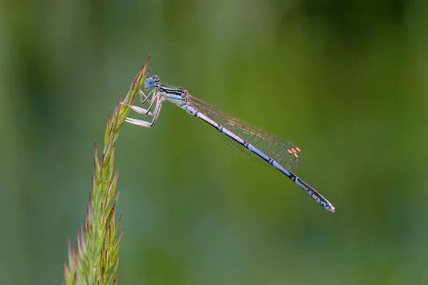 一只美丽的蜻蜓 树干细 翅膀大 栖息在草叶上 — 图库照片