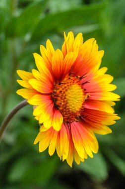 Açan tomurcuklar gaillardia 'nın parlak bahçe çiçeği