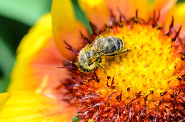 Пчела Собирает Нектар Большом Ярком Цветке — стоковое фото