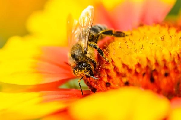 Una Abeja Recoge Néctar Una Flor Grande Brillante Fotos De Stock Sin Royalties Gratis