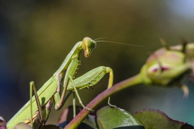 Dişi yeşil peygamber devesi bir gül dalında oturuyor.