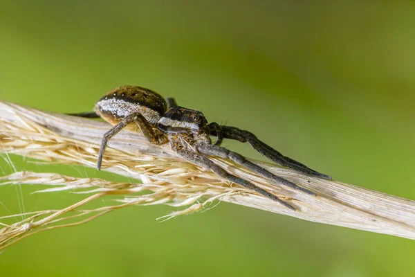 Pavoučí Samice Vidí Větvi Suché Trávy — Stock fotografie