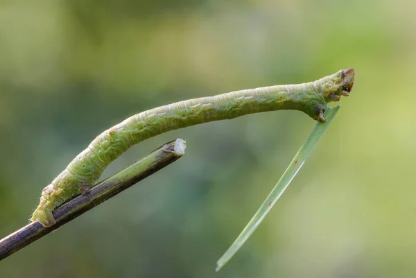 Caterpillar Biston Betularia Eszik Egy Keskeny Levél — Stock Fotó