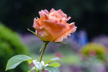 Parktaki çiçek tarhında açan, krem rengi gül çiçeği.